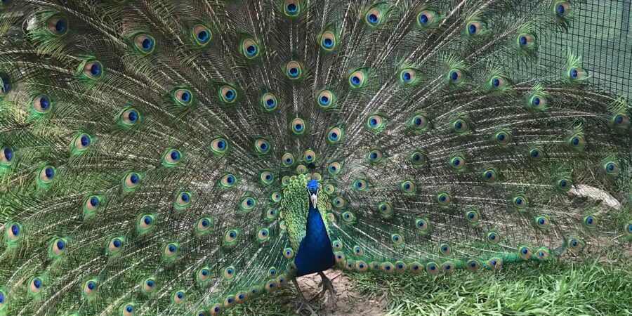 Gaining Brand Visibility: The Peacock Effect